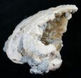 / Golden Calcite Crystal Clam Fossil #6554-2